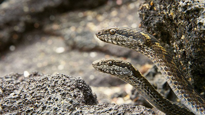 Không ít người xem phải nổi da gà khi chứng kiến bầy rắn quy tụ ở quần đảo Galapagos (Ecuador) khi phát hiện con mồi.