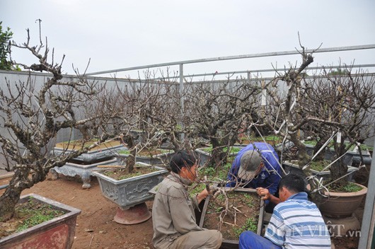 Vào những ngày này, tại vườn  đào tiến vua của ông Lê Hàm ở phường Nhật Tân, quận Tây Hồ (Hà Nội) luôn tấp nập khách tới tham quan, đặt hàng. Vừa cùng công nhân vận chuyển các cây đào vào phòng điều hòa, ông Hàm vừa tất bật pha trà tiếp khách. “Vào dịp này nhà có đào quý như có con gái đẹp, khách đến nhiều tiếp không xuể” – ông Hàm nói vui.