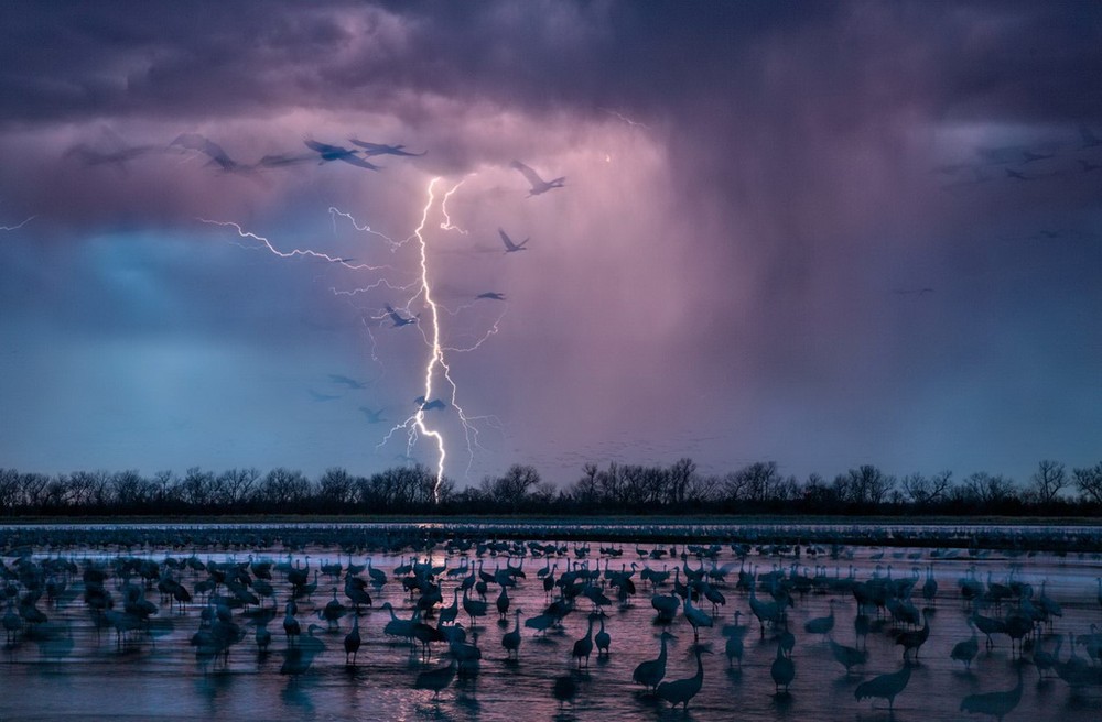 Sét đánh ngang trời gần thành phố Wood River, Nebraska ở Mỹ trong lúc có khoảng 413.000 con sếu xám Sandhill đang đến vùng nước nông của sông Platte trong khu vực để trú ngụ.