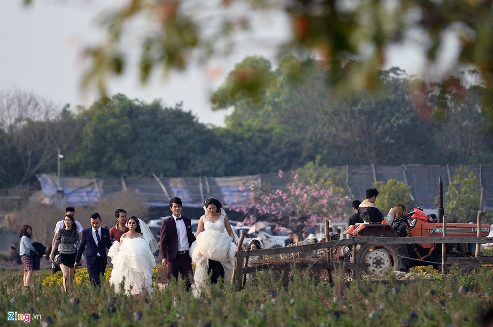 Chiều cuối tuần thời tiết ấm áp, nắng vàng nhẹ khá lý tưởng cho việc chụp  ảnh cưới. Điều này khiến các địa điểm vườn hoa, làng hoa ở Hà Nội đông đúc cô dâu, chú rể.