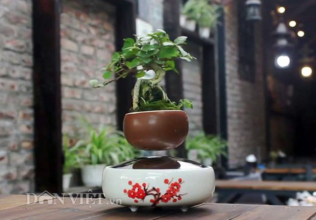 Được biết, loại cây "ma thuật" nói trên chính là siêu phẩm  Air bonsai, một sản phẩm mới nhất do nhóm Hoshinchu người Nhật Bản tạo ra hồi tháng 1 năm 2016 vừa qua. Đó là những cây bonsai mini có thể bay lơ lửng và xoay tròn liên tục trên không trung nhờ phần đế bên dưới có thiết bị đệm từ trường và chậu trồng cây phía trên có gắn nam châm. Ngay từ khi xuất hiện, nó đã tạo nên cơn sốt trên thế giới. Chị Hoàng Thu Trang (Cầu Giấy, Hà Nội), một khách hàng tới xem siêu phẩm bonsai bay tại cửa hàng số 15 ngõ 87 Láng Hạ chia sẻ: "Thật không thể tin nổi vào mắt mình được nữa, những chậu cây bonsai cảnh này như có phép thuật thì mới bay lơ lửng được như thế".