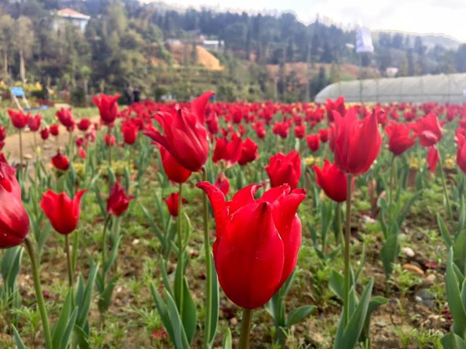 Tulip hay còn gọi là uất kim hương, có khoảng 100 loại giống trên khắp thế giới. Hoa có bông đơn, bông kép…màu sắc đa dạng như đỏ, hồng, vàng, trắng. Giờ đây, những ai yêu loài hoa tulip, nếu chưa có dịp sang tận xứ sở cối xay gió, có thể tìm đến thung lũng hoa Bắc Hà để tận mắt chiêm ngưỡng vẻ đẹp của loài hoa này. Đặt chân đến đây, bạn sẽ phải trầm trồ bởi vẻ đẹp lộng lẫy, nhưng cũng không kém phần thơ mộng, dịu dàng của hoa tulip mang lại. Giữa tiết trời xuân dịu mát, lạc bước giữa từng hàng hoa, hít hà mùi hương hoa nồng nàn, quyến rũ khiến bất kỳ ai lạc vào cũng khó lòng rời bước.