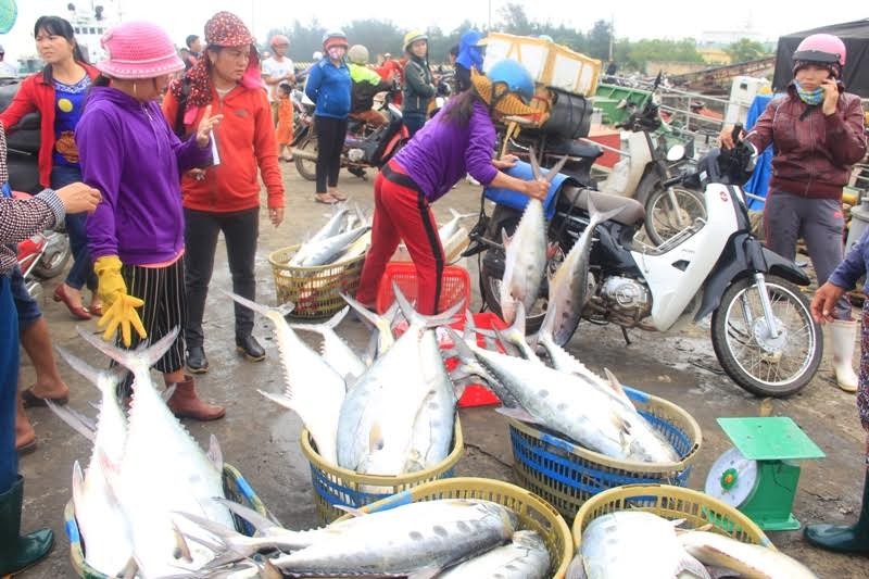 Chuyến biển của ngư dân Lê Tuấn (trú xã Gio Việt, huyện Gio Linh, tỉnh Quảng Trị) đánh bắt khu vực biển Quảng Trị đang trúng đấm mẻ cá bè vàng ước chừng khoảng 100 tấn.