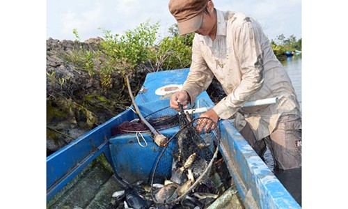 Độc đáo dùng rễ cây thuốc cá để bắt cá