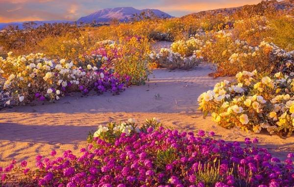 Là công viên lớn nhất California (Mỹ), Anza-Borrego sở hữu hệ động thực vật đặc trưng. Mùa xuân đến, khóm hoa dại, hoa cỏ roi ngựa tím rực, cây xương rồng,… tuyệt đẹp thi nhau nở rộ. Hoa đan xen với nhau tạo thành một tấm  thảm hoa đầy sắc màu rực rỡ trên sa mạc cằn cỗi. Sắc hoa làm xao lòng bất cứ du khách nào đến đây vào thời điểm này.