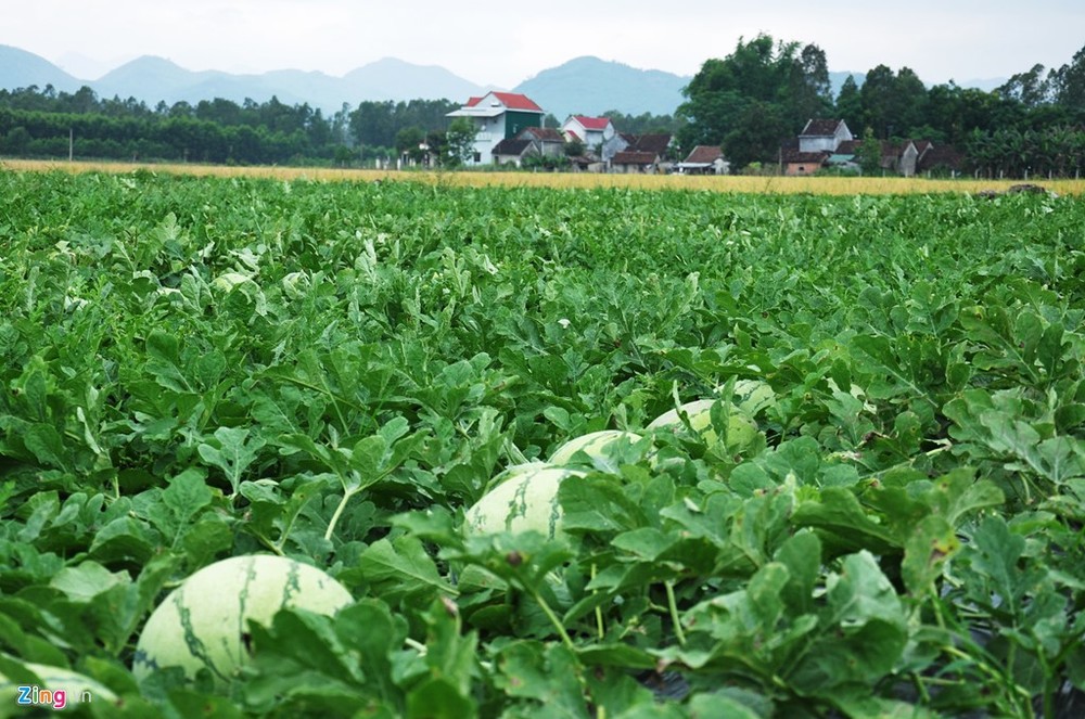 Hàng trăm hecta  dưa hấu đã chín nhưng do giá rẻ bèo chỉ còn 1.000 đồng/kg nên nhiều hộ nông dân ở các huyện Bình Sơn, Sơn Tịnh, Trà Bồng... (Quảng Ngãi) vẫn chưa thu hoạch.