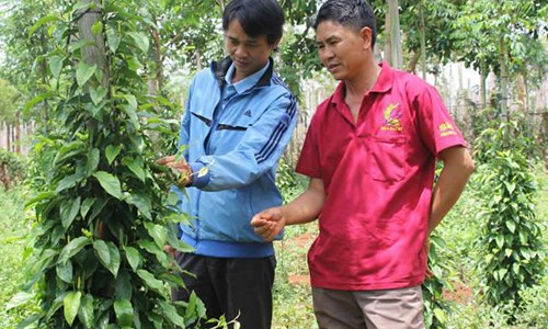 Gia Lai xuất hiện giống tiêu... lạ