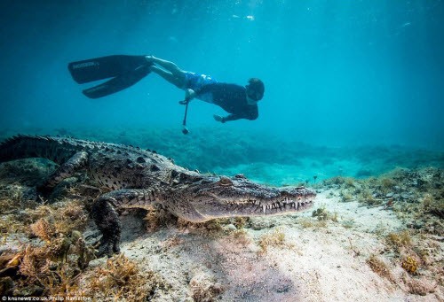 Chris Hamilton, cùng bố là một nhiếp ảnh gia dưới nước, đã bay từ Anh tới Cuba và đi tàu tới khu rừng đước ngập mặn ở ngoài khơi thành phố Jardines de La Reina. Tại đây, Chris có thể bơi và đối mặt với những con  cá sấu nước mặn khổng lồ và bố cậu ghi lại sự kiến đó.