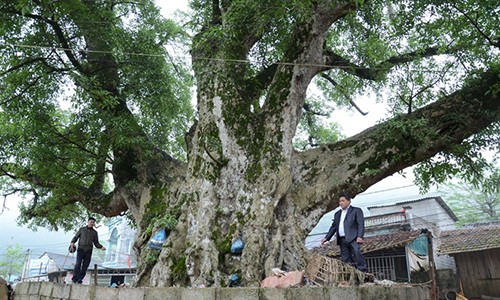 Cây sung “khủng” nhất Việt Nam to tới nhường nào?