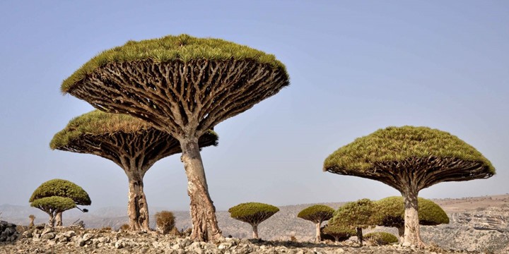 Đảo Socotra nằm ở Yemen là quê hương của loài cây máu rồng - loài thực vật độc đáo khó có thể tìm thấy ở bất kì một vùng đất nào khác.