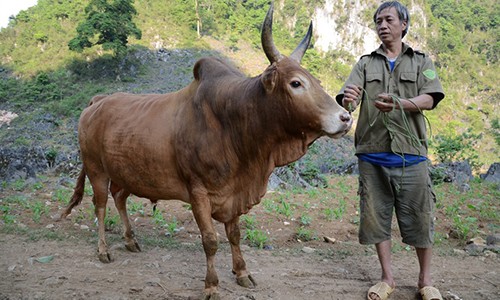 Ở nơi lưng chừng trời: Đàn ông chiều bò ngang chiều vợ