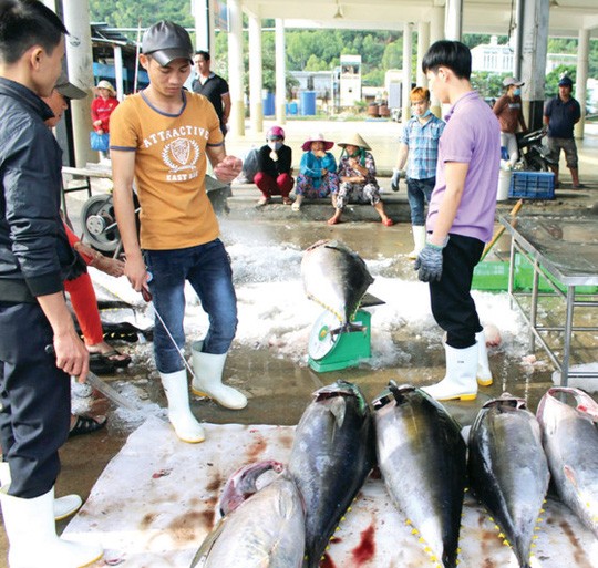 Một thương lái đang dùng que thử chất lượng  cá ngừ đại dương trước khi ra giá thu mua.