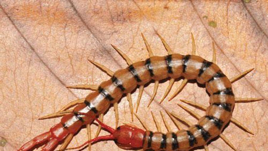 Rết thuộc lớp Chân môi (Chilopoda) trong phân ngành nhiều chân (Myriapoda) là một trong số  côn trùng có chất độc. Khi cắn, rết tiết chất độc qua hai răng phía trước, nọc độc rết làm vết cắn bị sưng tấy và đau nhức, trường hợp nặng sẽ kèm theo triệu chứng nôn mửa và sốt, nôn, ù tai, co giật…