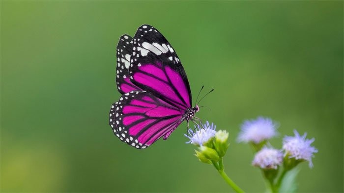 Bướm là loài côn trùng thuộc bộ Cánh vẩy (Lepidoptera) gồm: Bướm ngày và Bướm đêm (ngài). Bướm đêm chiếm đến 89%. Những loài bướm bay rập rờn trong nắng, hay đậu trên những tán lá, búp hoa mà chúng ta vẫn hay gặp là bướm ngày và chúng chỉ chiếm khoảng 11%.