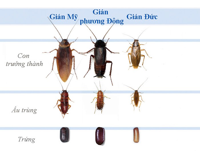 Gián là loài côn trùng gần người. Có nhiều loại gián. Ở Việt Nam thường có 3 loài gián gồm gián Mỹ, gián Đức và gián Úc, trong đó gián Đức là loài khá phổ biến. 