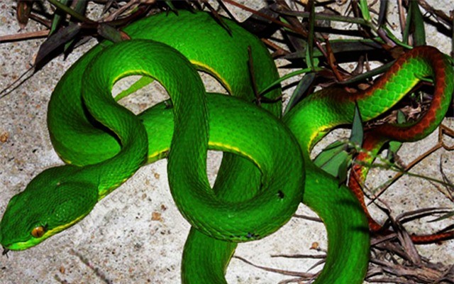 Rắn lục đuôi đỏ (Trimeresurus albolabris): Chúng đứng đầu trong danh sách rắn độc có "nụ hôn" tử thần. Đây là loài duy nhất đẻ con (các loài khác đẻ và ấp trứng). Rắn con ngay khi sinh ra từ bụng mẹ đã rất khỏe mạnh và bản năng hung dữ... Nọc độc của rắn có thể gây tử vong.