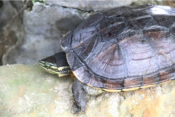  Rùa Trung Bộ có tên khoa học Mauremys annamensis (Siebenrock, 1903), bộ Rùa (Testudinata), họ Rùa đầm (Emydidae), có kích thước nhỏ, chiều dài mai tối đa là khoảng 28 - 30 cm.