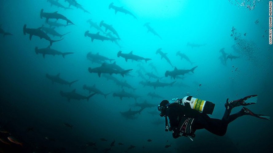 1. Đảo Cocos, Costa Rica. Công viên hải dương đảo Cocos ngoài khơi Thái Bình Dương là nhà của cá mập búa và nhiều loài cá mập khác.Công viên này mở các tour lặn cùng cá mập rất hút khách du lịch.