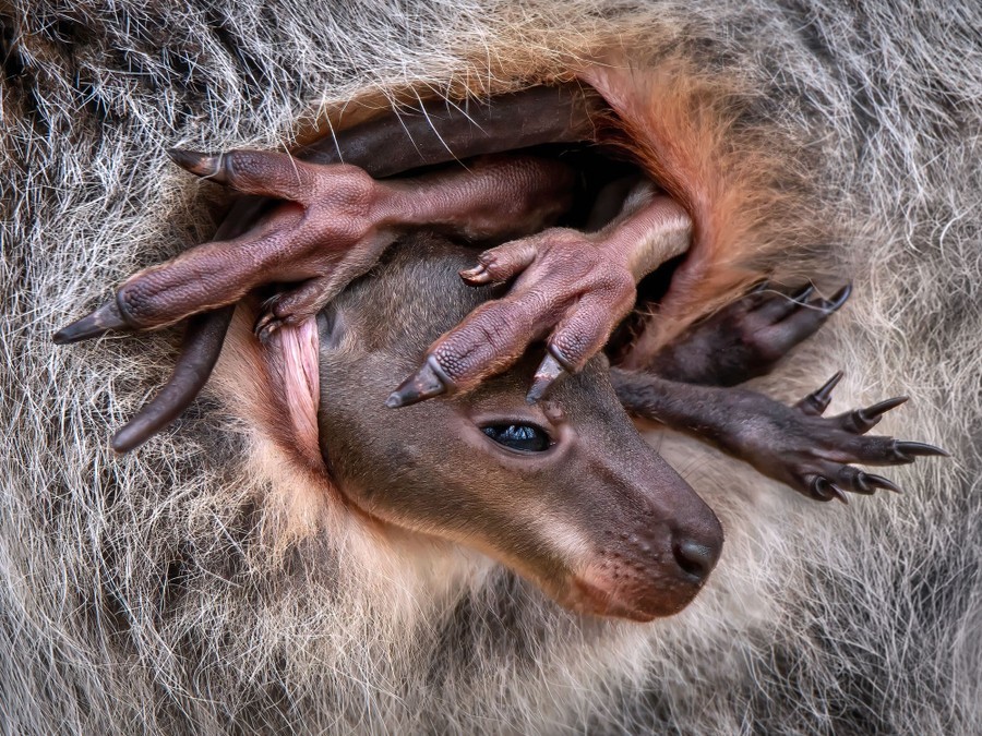 Một chú wallaby con cố gắng chui vào trong túi ấm áp của mẹ, nhưng vì nó đã lớn khá nhiều nên không dễ chui vào trong. Sau nhiều lần thử và kiên trì, cuối cùng nó cũng gập được đôi chân dài của mình vào và cảm thấy thoải mái.  Hình ảnh này được chụp tại một trung tâm bảo tồn ở Pháp. Ảnh:Pedro Jarque Krebs