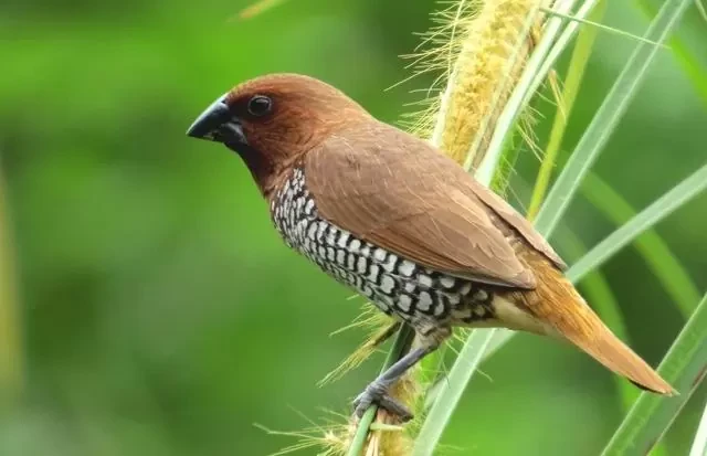  Chim di đá (Lonchura punctulata), phổ biến ở khu vực Nam Á và Đông Nam Á. Chim trống và chim mái của loài này rất khó phân biệt do giống nhau về hình thái bên ngoài. Loài chim này gắn liền với tuổi thơ nhiều người bởi rất phổ biến tại Việt Nam. Ảnh: Wiki Commons