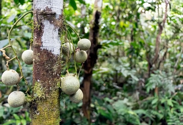  Cây ổi độc là một loại cây thường xanh mọc chủ yếu ở các vùng nhiệt đới Trung và Nam Mỹ. Nó có cái tên quen thuộc hơn - cây tử thần. Loại cây này cực kỳ độc hại và đã khiến vô số người phải trả giá khi lần đầu chạm trán với nó.  