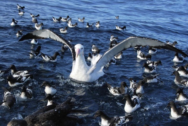 Albatross, loài hải âu lớn đuôi ngắn là loài chim biển lớn nhất thế giới. Với sải cánh dài đến 3,5m và trọng lượng lên đến 13 kg, loài này còn bay được 6.000 km chỉ trong 12 ngày. Mồi đêm của những con chim này là mực và cá trên mặt biển.