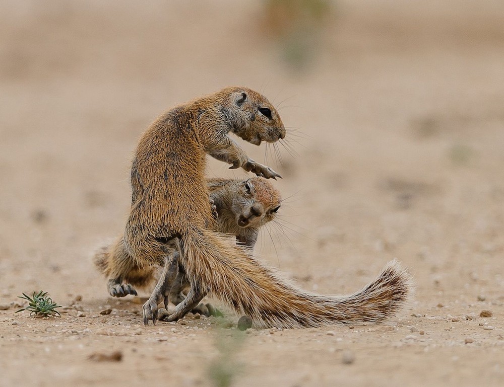 Những con sóc lao vào nhau đấm đá, cuộn quanh cát tại Công viên Kgalagadi Transfrontier tại Nam Phi.