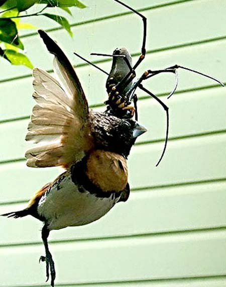 Nhện Golden Orb Weaver là giống nhện khổng lồ, có kích cỡ to bằng bàn tay người. Nó có thể dễ dàng giăng bẫy, ăn thịt những con chim có kích cỡ to hơn chính nó nhiều lần.