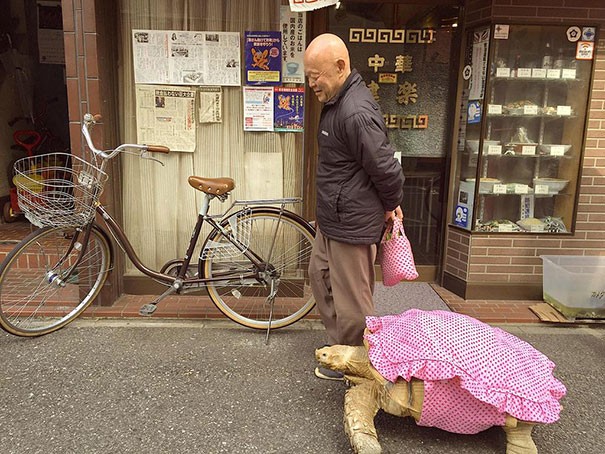  Mốt dẫn rùa đi dạo diễn ra ở một thị trấn ở Tokyo của Nhật Bản. Một người đàn ông khá lớn tuổi thường xuyên dắt rùa khổng lồ của mình đi dạo quanh. Thậm chí, ông còn sắm cho con vật cưng chiếc váy hồng đáng yêu.