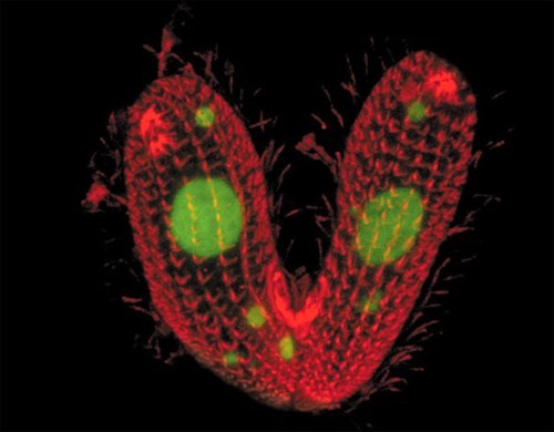 Tetrahymena thermophila là một trong những  sinh vật đơn bào có bí ẩn giới tính khiến các nhà khoa học tò mò nhất.