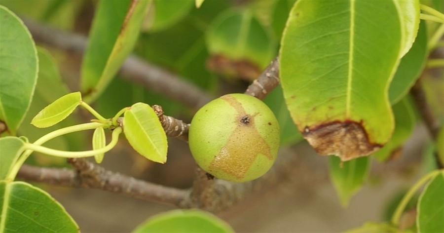 Cụm từ “manzanita de la Muerte” có nghĩa là “quả táo thần chết”, nghe có vẻ giống với quả táo người mẹ kế từng cho nàng Bạch Tuyết ăn trong câu chuyện cổ tích ngày xưa. Điều khác biệt là nó không cần đến câu thần chú để biến thành táo độc bởi đơn giản nó là quả của một  loài cây đáng sợ, nguy hiểm nhất thế giới. (Ảnh: Hans Hillewaert)