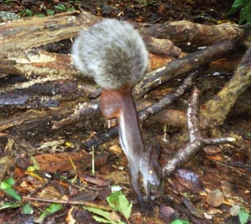 Cá thể  sóc ma cà rồng kỳ quái này được phát hiện tại khu rừng trên đảo Borneo thuộc Indonesia, Brunei và Malaysia. Nó có tên khoa học là Rheithrosciurus macrotis.