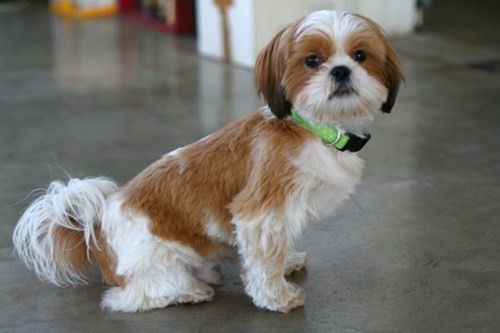 Chó Shih Tzu (cách đây từ 5000 – 10.000 năm). Giống chó nổi tiếng Shih Tzu có nguồn gốc từ Trung Quốc, và được coi là một trong những loài chó cổ xưa nhất vẫn còn sống sót đến ngày hôm nay. Nghiên cứu cho thấy giống sinh vật cổ đại này có gen gần với loài sói, tổ tiên xa xôi của tất cả các giống chó hiện nay.