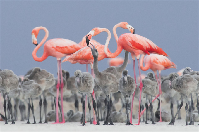 Những bức ảnh dự thi giải thưởng ảnh The Bird Photographer of the Year đã hé lộ thế giới kỳ thú của những chú chim sẻ, hồng hạc, sâm cầm…Năm nay, giải thưởng thu hút hàng ngàn bức  ảnh về các loài chim của các nhiếp ảnh gia năm châu. Trong hình là hồng hạc cho con ăn – ảnh giành giải thưởng cao nhất năm nay, đồng thời “ẵm” luôn giải Vàng thể loại Ảnh chân dung. Tác giả ảnh này là Alejandro Prieto Rojas, người dành nhiều thời gian săn lùng hồng hạc ở gần Rio Lagartos ở Mexico.