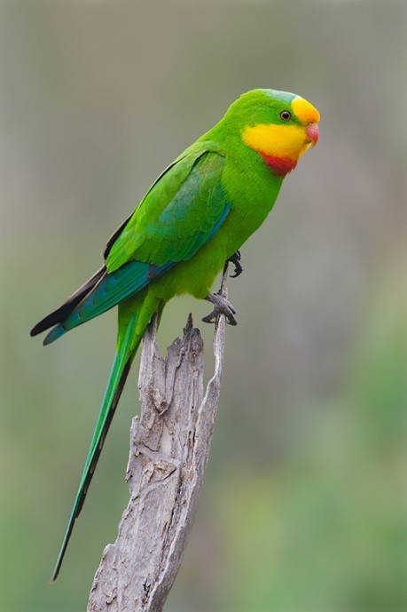 Ở Australia, có những  loài chim cực hiếm và lạ, chẳng hạn như vẹt Superb Parrot, là loài chim sinh sống tại khu vực đồng bằng bang New South Wales.