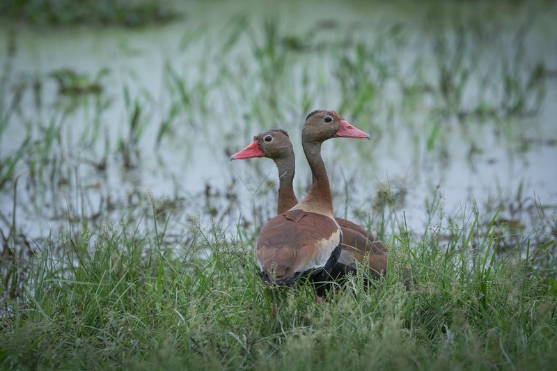 Vùng Pantanal có diện tích hơn 187.000 hecta, là một trong những vùng đất ngập nước ngọt lớn nhất thế giới đã được UNESCO công nhận là di sản thế giới vào năm 2000 nhờ sự đa dạng đáng ngạc nhiên của hệ động vật, thực vật. Hai chú vịt trên bờ ao ở vùng đất ngập nước - Ảnh: Andre Dib/WWF