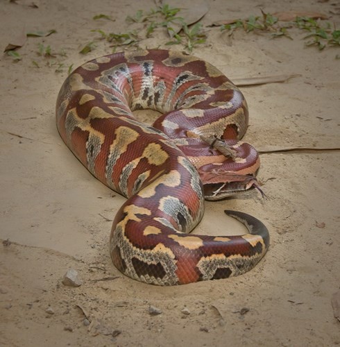 Những con  trăn cộc (tên khoa học là Python curtus), là một loài trăn đặc trưng bởi hình dạng ngắn và mập mạp. Loài vật này là loài bò sát quý hiếm, được tìm thấy trong tự nhiên ở Việt Nam.