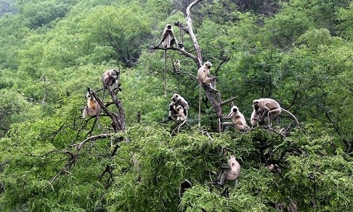 Một đàn khỉ langur (khỉ châu Á) ngồi trên các tán cây, trông như một gia đình nhiều thế hệ. Hình  ảnh thế giới tự nhiên ấn tượng được nhiếp ảnh gia ghi lại.