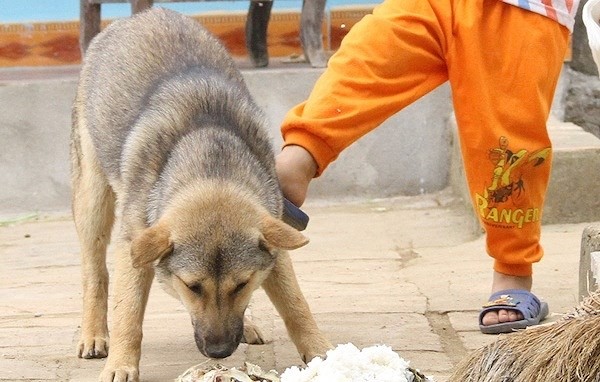 1. Không trêu trọc chó Không bao giờ được quấy rầy một con chó đang ngủ, đang ăn hoặc đang chăm sóc chó con.