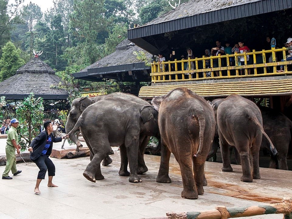 Tổ chức thiện nguyện bảo vệ động vật hoang dã Born Free mới đây đã công bố những bức hình tố cáo hành vi bạo hành động vật của người huấn luyện thú tại vườn thú Taman Safari, Bogor, tây Java, Indonesia.