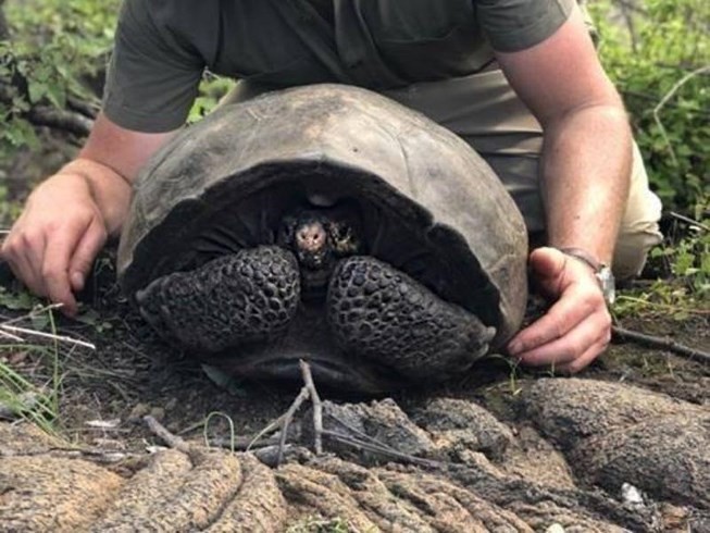 Trong một chuyến thám hiểm của kênh Hành tinh Động vật (Animal Planet) do nhà sinh vật học Forrest Galante dẫn đầu, một  cụ rùa bị cho là tuyệt chủng trong 113 năm đã được phát hiện lại trên một hòn đảo núi lửa xa xôi ở quần đảo Galapagos thuộc nước Ecuador.