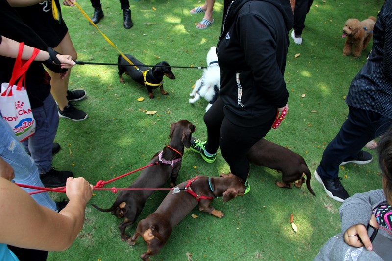 Ngày 7/4 tại TP.HCM đã diễn ra Ngày hội thú cưng - Pet Weekend 2019. Sự kiện này thu hút hàng trăm người cùng các con vật cưng của mình, trong đó các giống chó chiếm đa số.