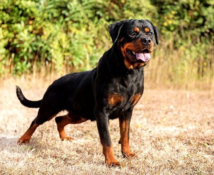 Đứng đầu danh sách những giống chó nhập ngoại nguy hiểm ở Việt Nam là giống chó Rottweiler, hay còn gọi là rốt hoặc rotti, có nguồn gốc từ Đức. Đây là một giống chó chăn gia súc nhưng thường được huấn luyện để trở thành chó nghiệp vụ. Những giống chó hung dữ nếu được nuôi dưỡng không đúng cách có thể gây ra những trường hợp  chó cắn người gây xót xa như thời gian gần đây.