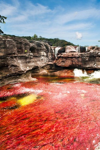 Sông Caño Cristales ở Colombia.  Vùng sông, hồ kỳ quái này còn được gọi là sông ngũ sắc, cầu vồng nước… Từ tháng 9 đến tháng 11 mỗi năm, con sông mang sắc màu vàng, xanh, xanh lá cây, đen và đỏ, tạo thành khung cảnh tuyệt mỹ.