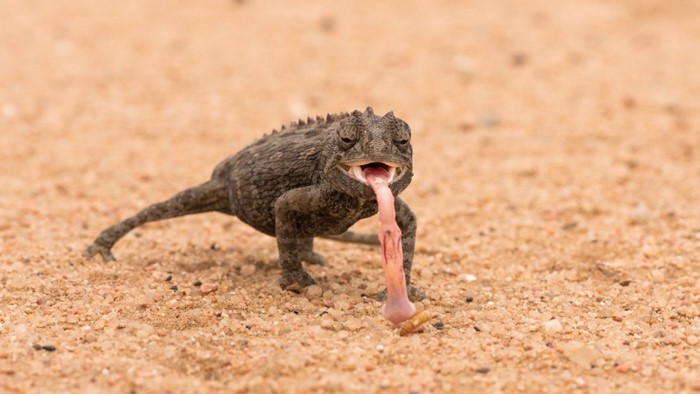 Tắc kè hoa chamaeleo namaquensis, đây là một một trong những cư dân nổi bật của sa mạc Namib. Nó được biết đến là một trong những loài tắc kè hoa nhanh nhất trên Trái đất, tốc độ đỉnh cao của nó là 3km/h. Nếu nhiệt độ ban ngày tăng lên trên 30 độ C, loài  động vật này sẽ leo lên một tảng đá hay một bụi cây nhỏ để tránh xa khu vực cát nóng.