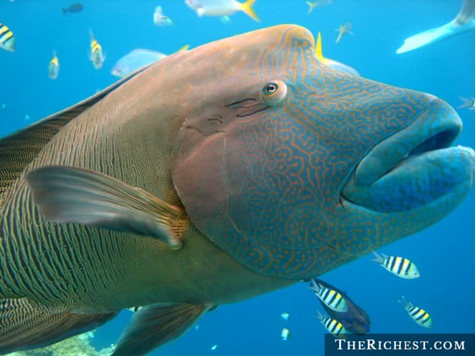 Cá Napoleon Wrasse chính thức được phát hiện vào giữa thế kỷ 19, là một trong những  sinh vật bí hiểm nhất, nhưng sinh vật này có thể phải đối mặt với nguy cơ tuyệt chủng do việc đánh bắt không có tổ chức.