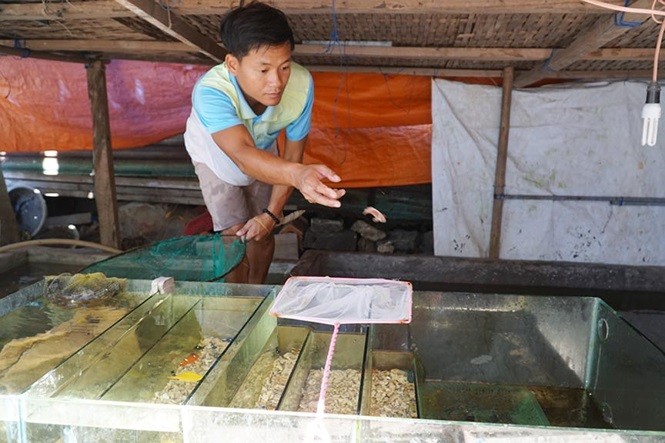  Với đam mê chơi cá cảnh, thời sinh viên tại TP Hồ Chí Minh, nhận thấy nhu cầu nuôi cá biển làm kiểng là rất lớn nên sau khi trở về công tác tại quê nhà vào năm 2017, anh Dương Trung Hậu đã tận dụng thời gian rảnh đầu tư bể nuôi cá cảnh biển làm kiểng để bán, thu lợi nhuận hàng chục triệu đồng/tháng. Anh Dương Trung Hậu với thú chơi vừa kỳ công, vừa hái ra tiền - Ảnh Nguyễn Ngọc