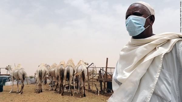  Dịch MERS: Năm 2012, một loại virus mới bắt nguồn từ lạc đà xuất hiện ở Trung Đông và từng bước trở thành  đại dịch toàn cầu. Hội chứng hô hấp cấp Trung Đông (MERS) hiện lan truyền với tốc độ đáng sợ. Từ năm 2012, dịch MERS đã có mặt tại 25 quốc gia. Tổ chức Y tế Thế giới (WHO) thống kê, tính đến ngày 7/6, 1.179 người nhiễm virus MERS, 442 người tử vong. Riêng Hàn Quốc, nơi được xem là "ổ dịch", 95 ca nhiễm bệnh và 7 trường hợp đã chết vì căn bệnh này. Ảnh: CNN