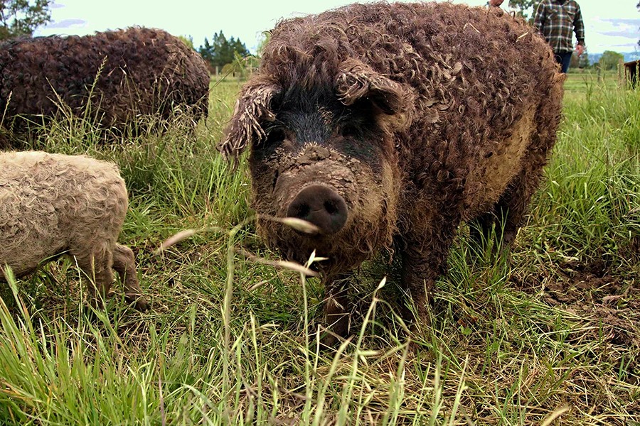 Mangalitsa hay Mangalica là một  giống lợn hiếm có nguồn gốc ở Hungary. Điểm đặc biệt của loài lợn này là lớp lông dày, dài, xù xì bao phủ khắp cơ thể như lông cừu.