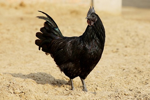 Ayam Cemani là giống gà đặc biệt, được biết đến với một màu đen tuyền phủ kín toàn bộ từ đầu, thân, lông và chân.